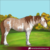 Horse Color:Red Dun Sabino 