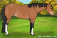 Horse Color:Bay 