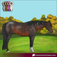 Horse Color:Brown 