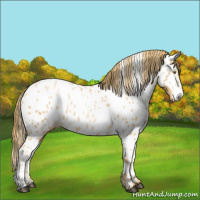 Horse Color:Chestnut Pearl Near Leopard 