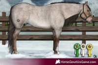 Horse Color:Liver Red Dun Roan 