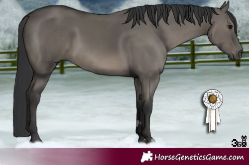 Horse Color:Grullo 