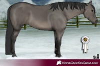 Horse Color:Grullo 
