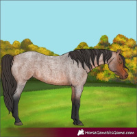 Horse Color:Bay Roan 
