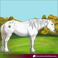 Horse Color:Plaid  Bay Tobiano Appaloosa 