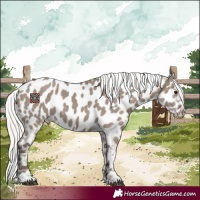 Horse Color:Silver Grullo Appaloosa 