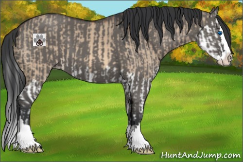 Horse Color:Bay Dun Splash  and Grullo Sabino Splash 