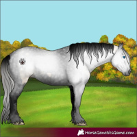 Horse Color:Gray Void Bay Dun Splash Tobiano 