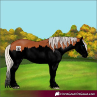 Horse Color:Void Silver Bay Splash 