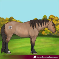 Horse Color:Bay Dun Rabicano 