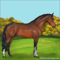 Horse Color:White Spotted Bay 