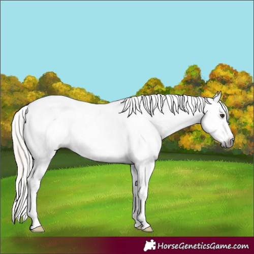 Horse Color:Gray Chocolate Palomino Sabino