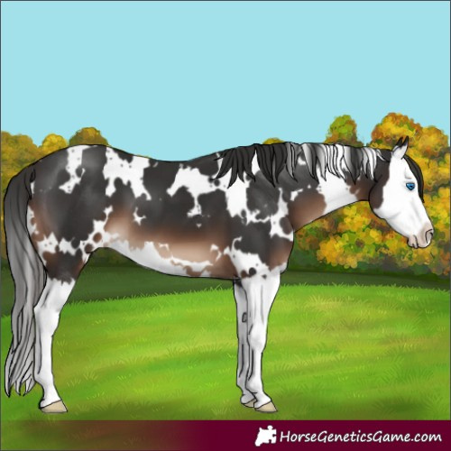 Horse Color:White Spotted Liver Chestnut Splash 