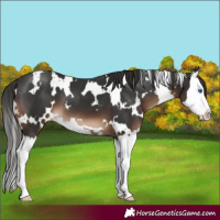 Horse Color:White Spotted Liver Chestnut Splash 
