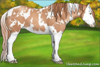 Horse Color:White Spotted Gold Champagne Splash Appaloosa 