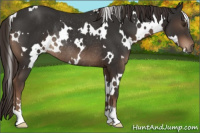 Horse Color:White Spotted Liver Chestnut Rabicano 