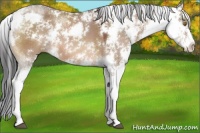 Horse Color:Bay Dun Sabino 