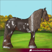 Horse Color:White Spotted Liver Chestnut