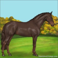 Horse Color:Liver Chestnut 