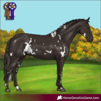 Horse Color:White Spotted Liver Chestnut 