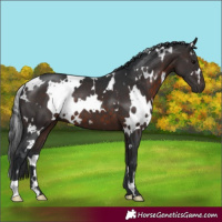 Horse Color:White Spotted Brown 