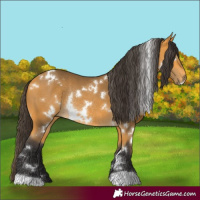 Horse Color:White Spotted Buckskin Rabicano 