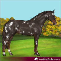 Horse Color:White Spotted Liver Chestnut 