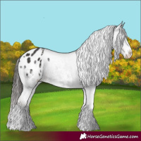 Horse Color:White Spotted Liver Chestnut Appaloosa 