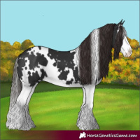 Horse Color:White Spotted Liver Chestnut Splash 