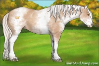 Horse Color:White Spotted Silver Classic Champagne 