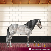 Horse Color:Gray Brown Dun Mushroom Sabino Appaloosa Brindle  and Gray Brown Roan Dun Mushroom Sabino Brindle 