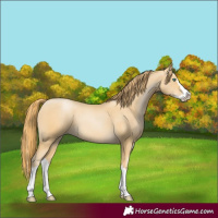 Horse Color:Smoky Black Pearl Splash 