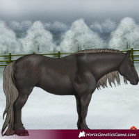 Horse Color:Liver Chestnut Mushroom 