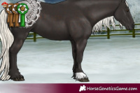 Horse Color:Liver Chestnut Mushroom 