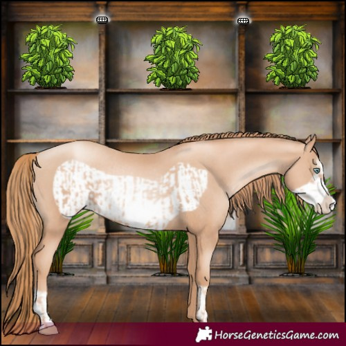 Horse Color:Gold Champagne Pearl Frame Rabicano  and Gold Champagne Pearl Frame Rabicano 