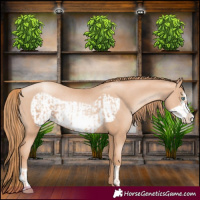 Horse Color:Gold Champagne Pearl Frame Rabicano and Gold Champagne Pearl Frame Rabicano