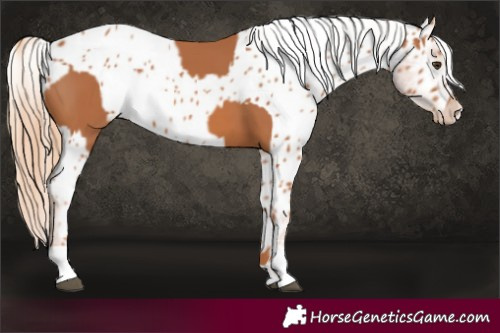 Horse Color:Chestnut  and Chestnut Near Leopard 