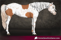 Horse Color:Chestnut and Chestnut Near Leopard