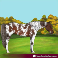 Horse Color:White Spotted Liver Chestnut 