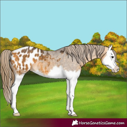 Horse Color:Buckskin Splash Appaloosa 