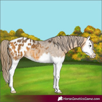 Horse Color:Buckskin Splash Appaloosa 