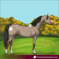 Horse Color:Liver Red Dun 