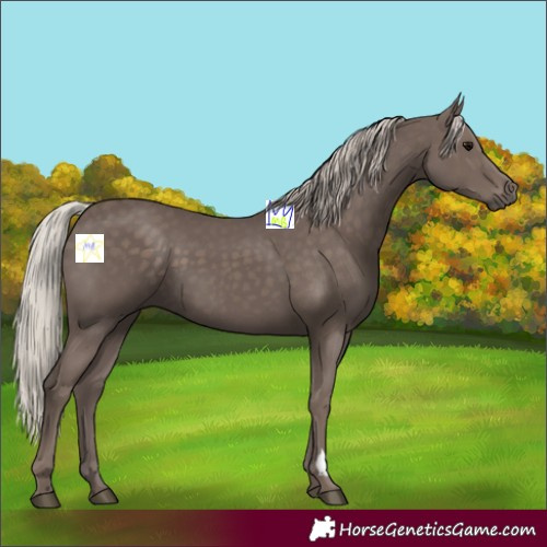 Horse Color:Silver Black 