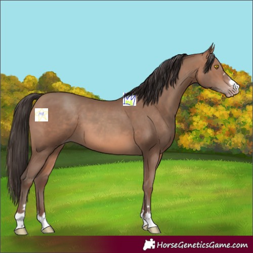 Horse Color:Sable Champagne 