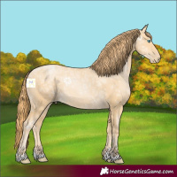 Horse Color:Buckskin Ice Pearl 