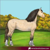 Horse Color:Buckskin Ice Dun 