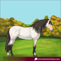 Horse Color:Buckskin Roan 