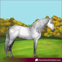 Horse Color:Gray Black 