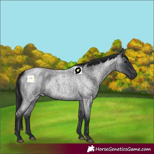 Horse Color:Blue Roan 