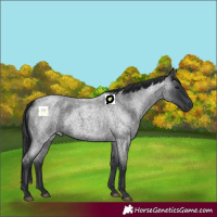 Horse Color:Blue Roan 